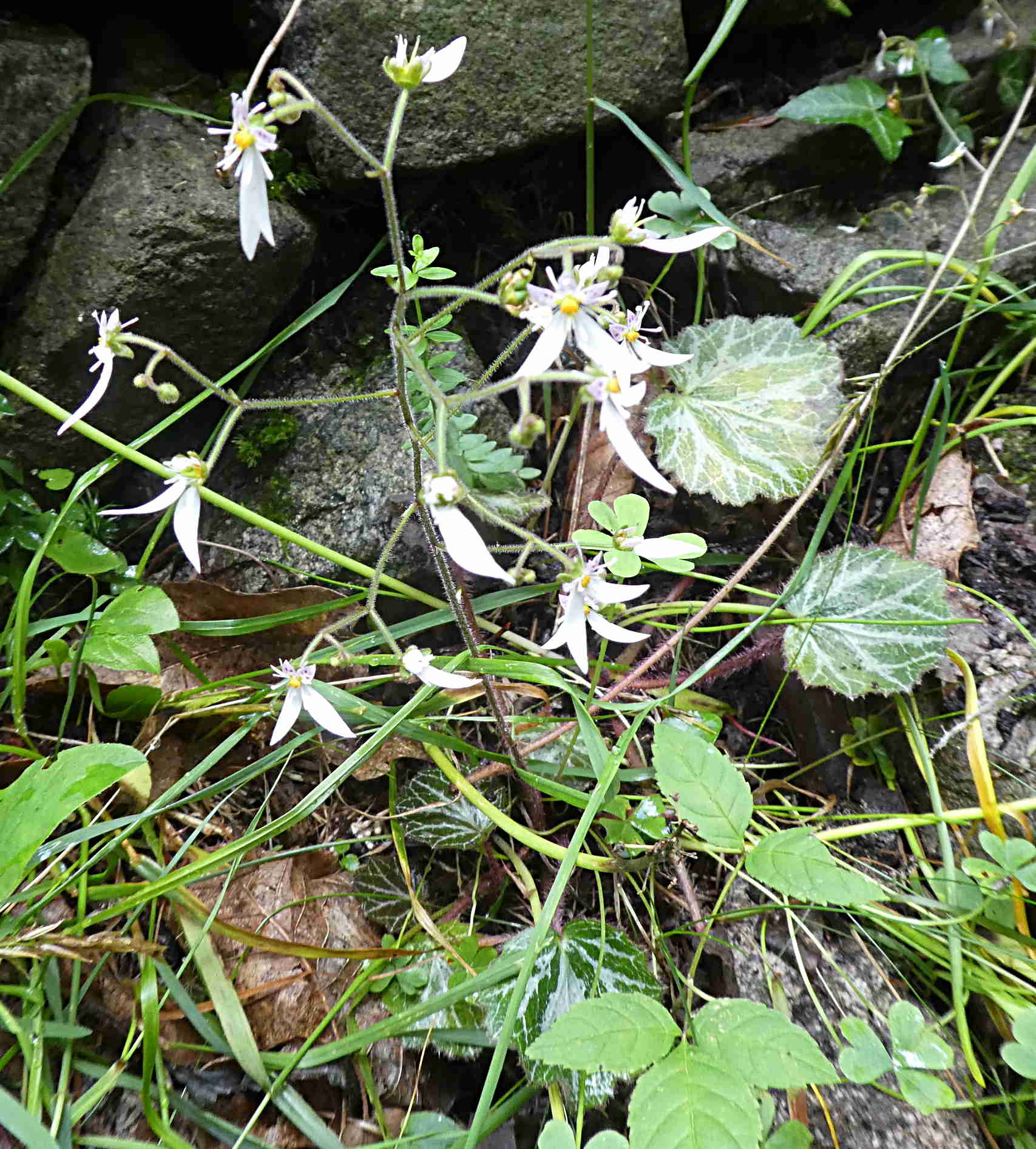 Saxifraga stolonifera  / Sassifraga stolonifera